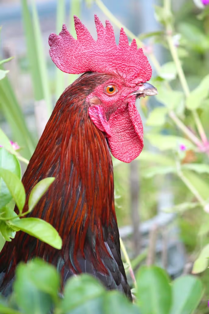 Rik
