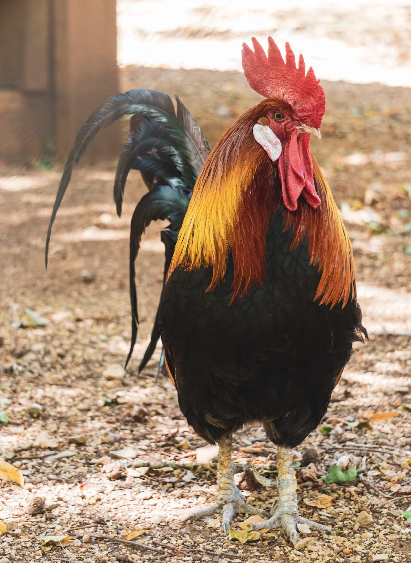 Andrew Chicken