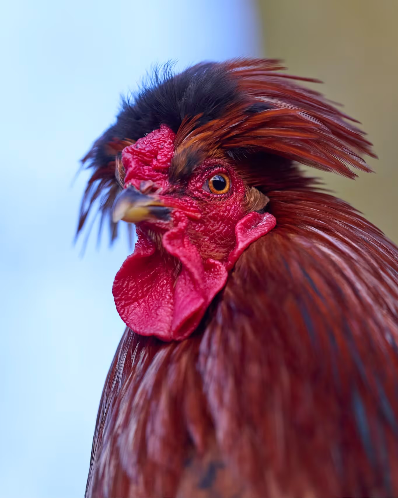 Andrew Rooster